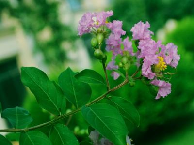 紫薇的觀賞價(jià)值如何體現(xiàn)，應(yīng)該如何搭配種植 ？