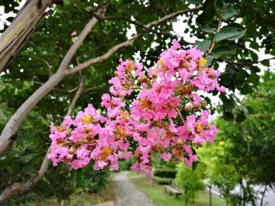 常見的紫薇全身都是寶，這些藥用價(jià)值你知道嗎 ？