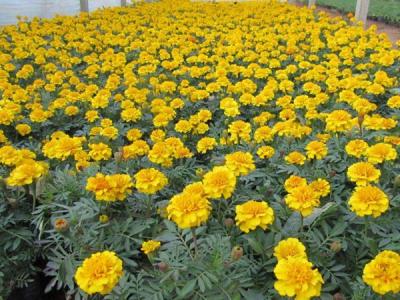 地被菊幾月份開花，效果怎么樣