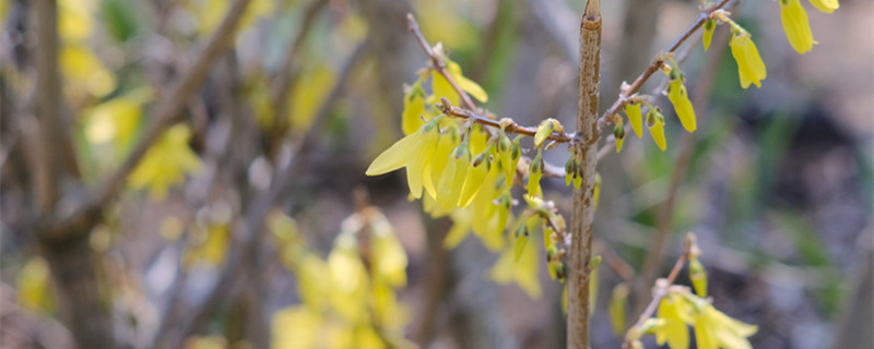 連翹怎么種，種子怎么才能發(fā)芽
