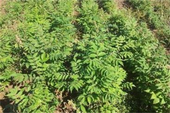皂角種子怎么種，浸種催芽后進行播種