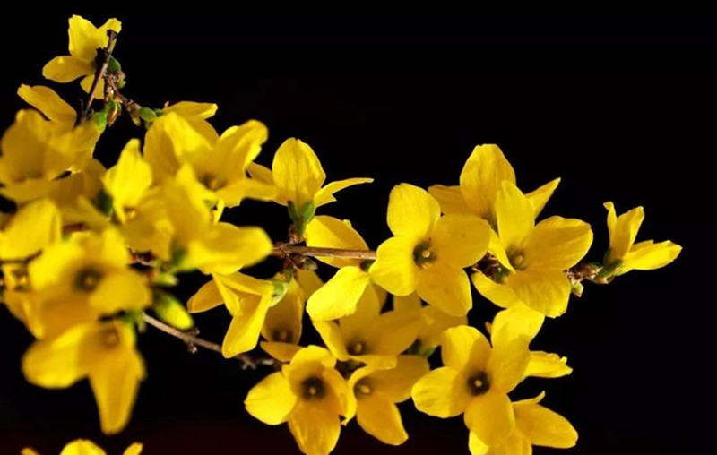 迎春花和連翹花有什么區(qū)別？