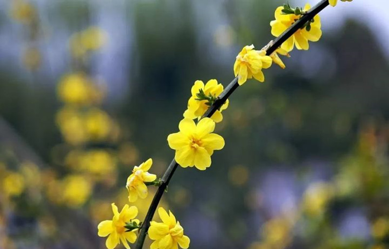 迎春花和連翹花有什么區(qū)別？