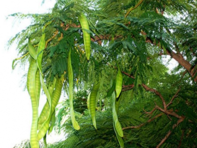 皂角不同于皂角米，皂角米功效作用有哪些？