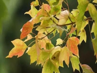 三角楓、五角楓、紅楓、羽毛楓的區(qū)別