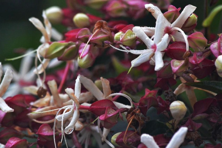 海州常山 海州常山