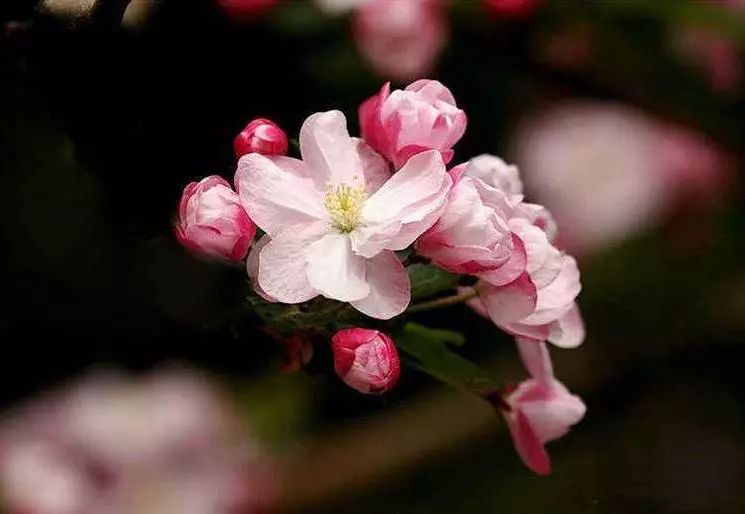 八棱海棠的果實能不能吃,八棱海棠的果實能吃嗎？