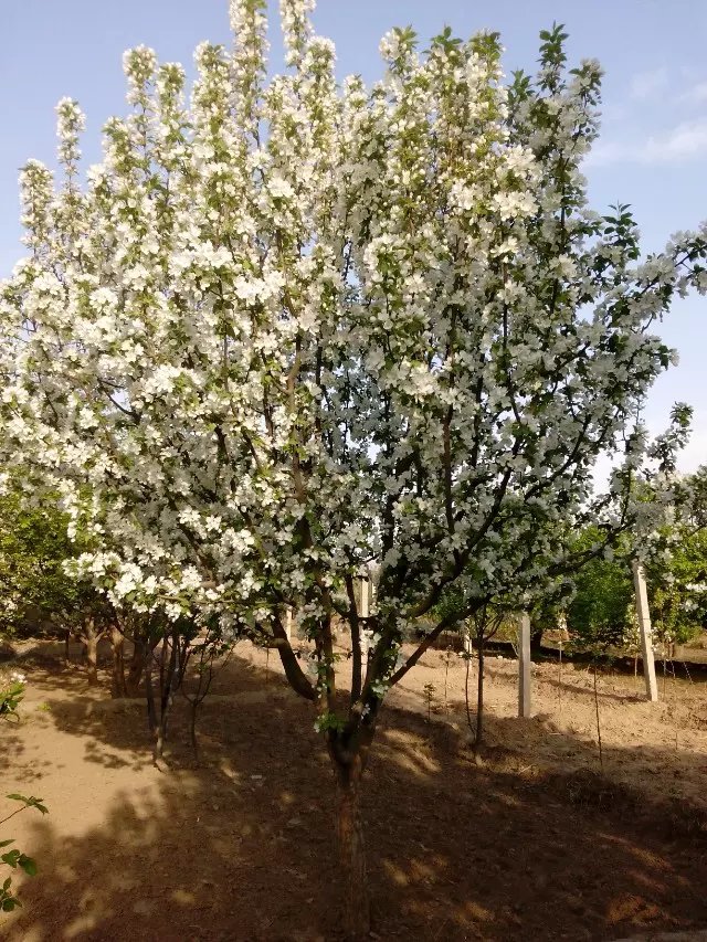 八棱海棠花期多久，幾月份開花