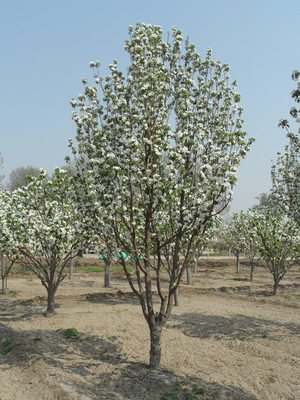 八棱海棠花期多久，幾月份開花