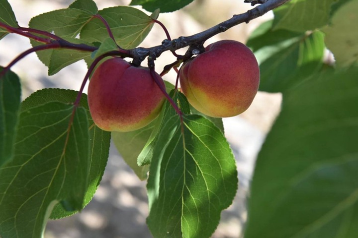 紅梅樹(shù)結(jié)果嗎,紅梅樹(shù)果實(shí)可以吃嗎