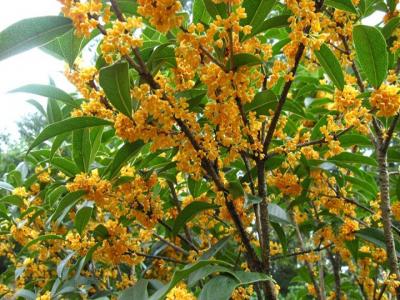 桂花樹苗批發(fā)售價多少？種植性價比如何？
