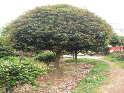 桂花樹(shù)種植技術(shù)和施肥方法