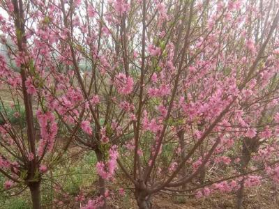 青葉碧桃開什么花？什么時候開花？