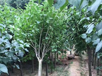 丁香樹有幾個(gè)品種，丁香樹哪個(gè)品種好