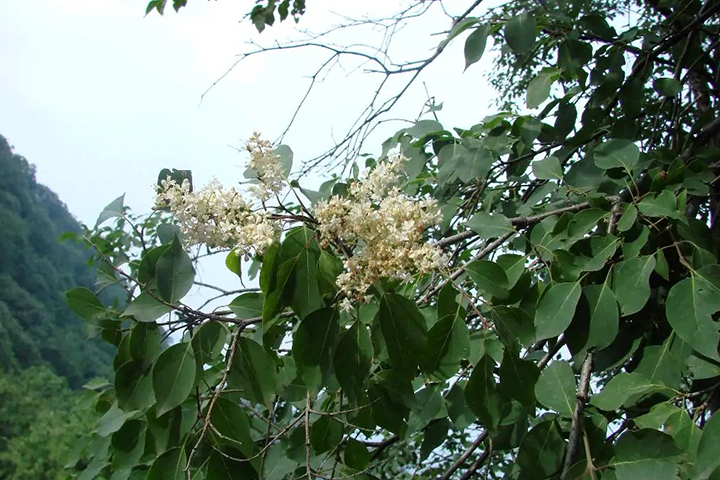 1686315481409168.jpg 7489fd9d2c174634ee0bbfc1588cd1a0_1686315119339433.jpg