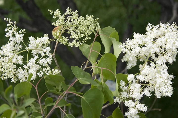 1686315513227989.jpg bbedf6039ec7cb3c126274a2d049c1c0_1686315104424180.jpg