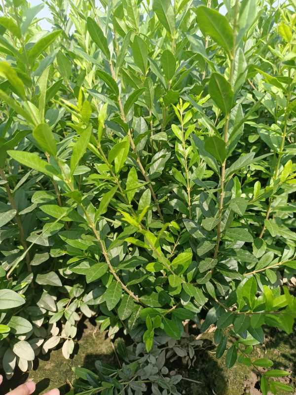 1730441485513237.jpg IMG_20220817_102135.jpg