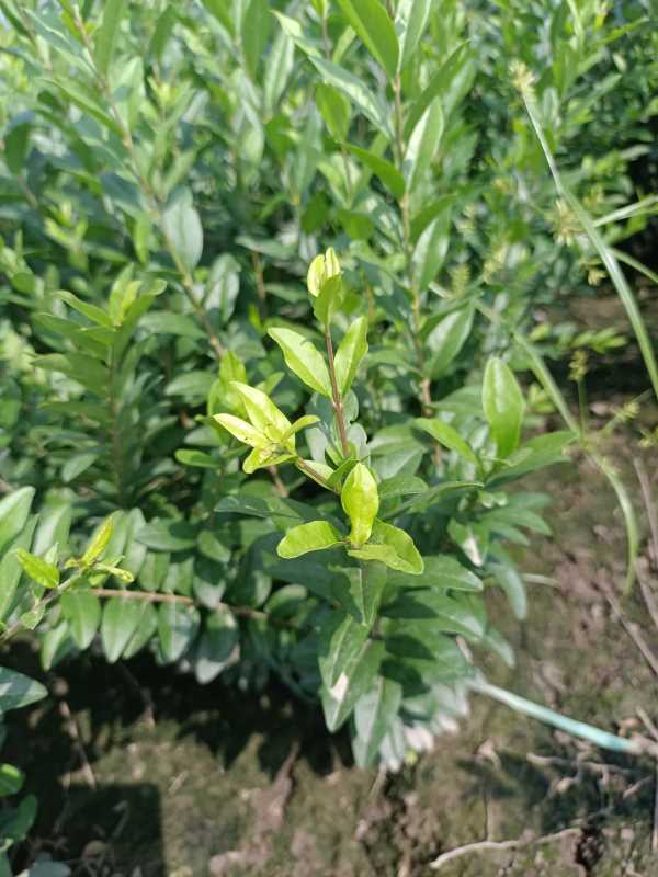 1730441675215397.jpg IMG_20220817_102119.jpg