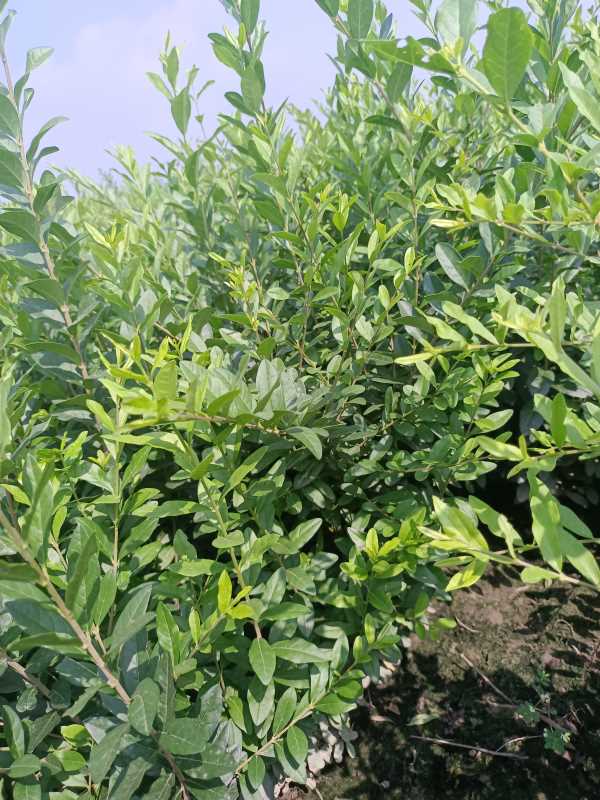 1730442747726563.jpg IMG_20220817_102136.jpg