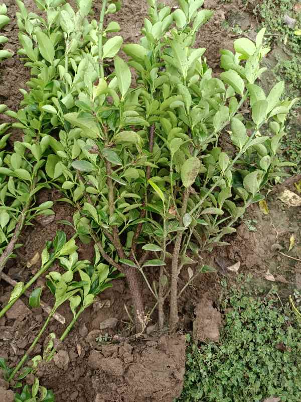 1730703660587887.jpg IMG_20220829_072146.jpg