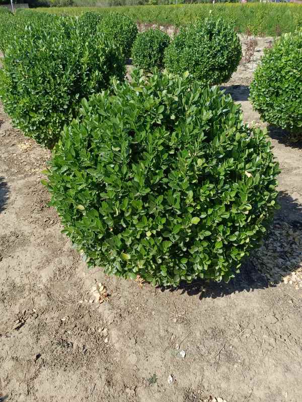 1730957845353842.jpg IMG_20220526_152656.jpg