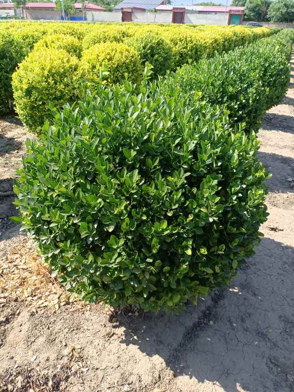 1730958263943634.jpg IMG_20220526_152719.jpg