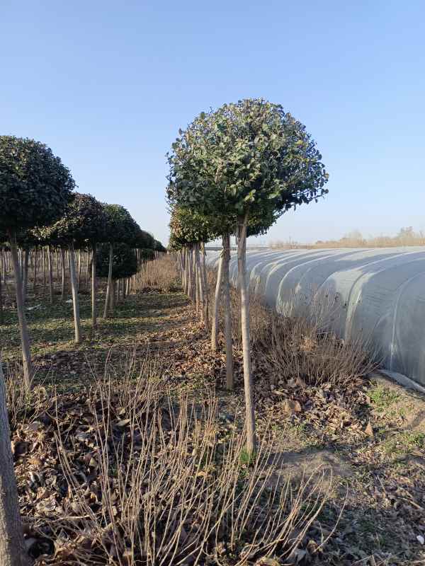 1730958389293823.jpg IMG_20230315_171741.jpg