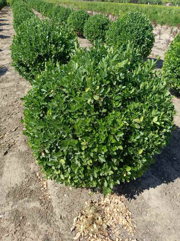 1730958478468263.jpg IMG_20220526_152724.jpg