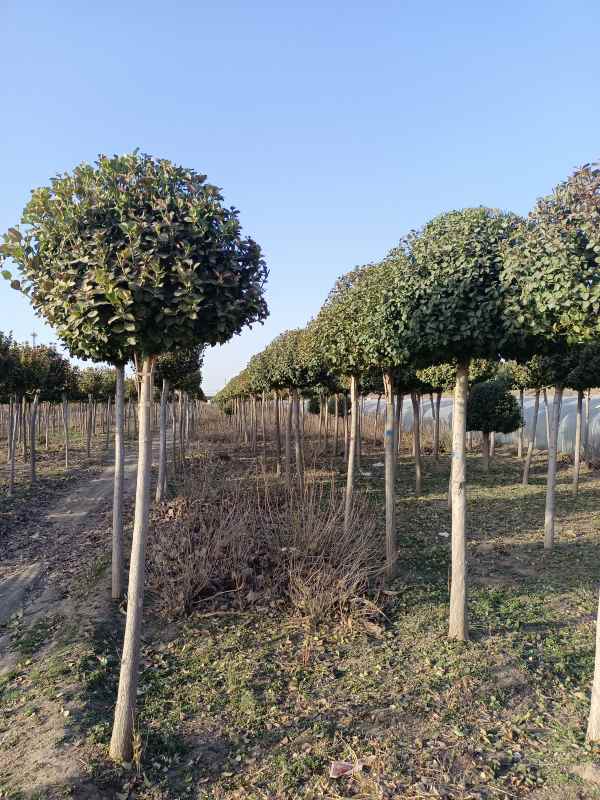 1730958772320561.jpg IMG_20230315_171731.jpg