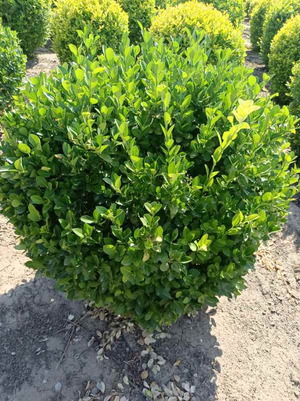 1730959204637624.jpg IMG_20220526_152838.jpg