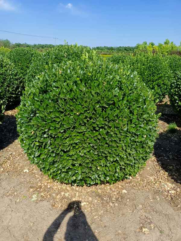 1730959599968051.jpg IMG_20220526_153038.jpg