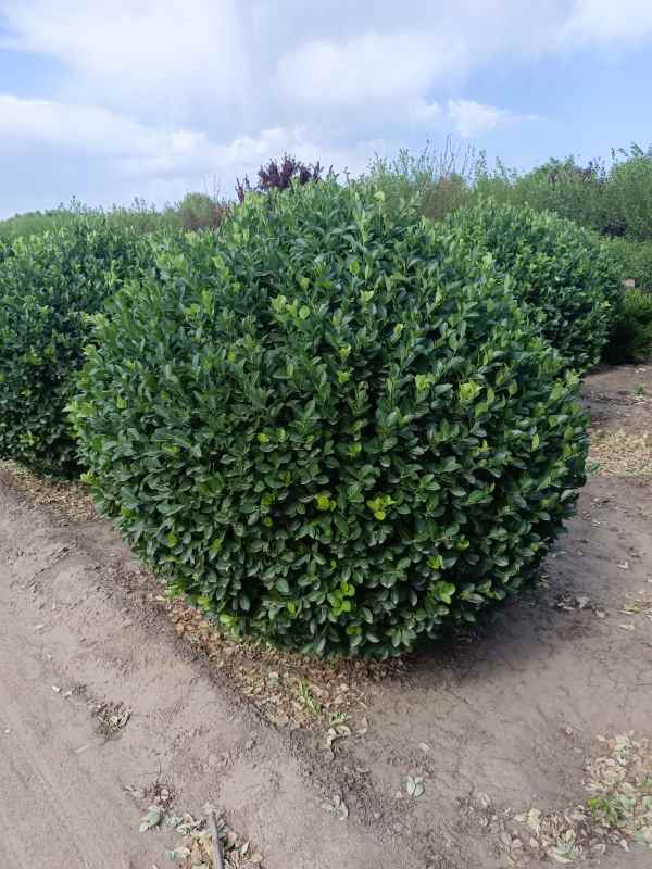 1730959986333805.jpg IMG_20220526_153718.jpg