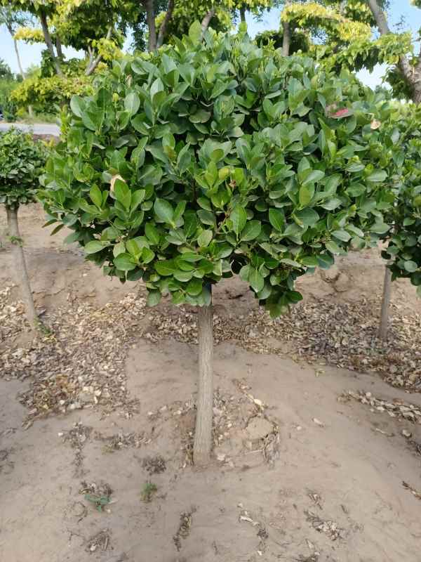 1730961073413342.jpg IMG_20220526_160821.jpg