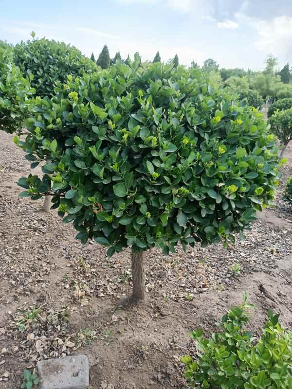 1730961333656969.jpg IMG_20220526_160834.jpg