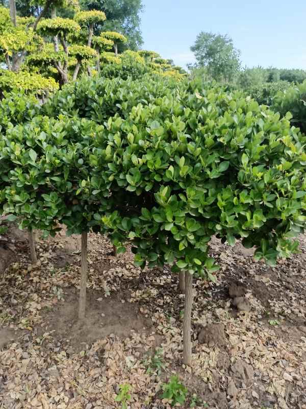 1730961464553582.jpg IMG_20220526_160837.jpg