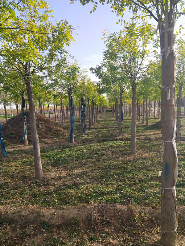 1731224975749193.jpg 27.jpg