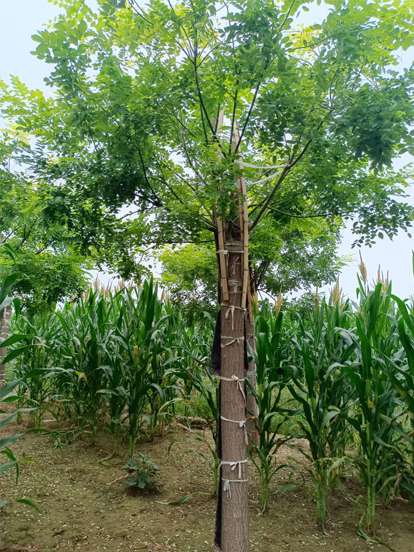 1731225078777174.jpg 32.jpg