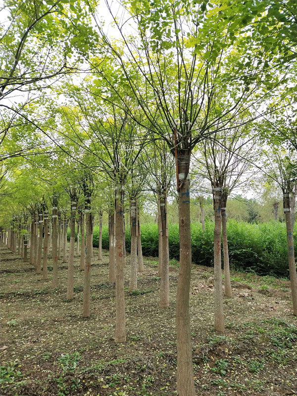 1731225172303966.jpg 26.jpg