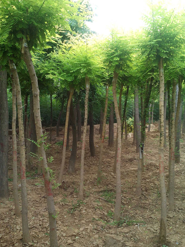 1731225330224650.jpg 13.jpg