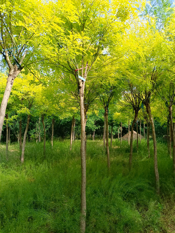 1731225396312851.jpg 31.jpg