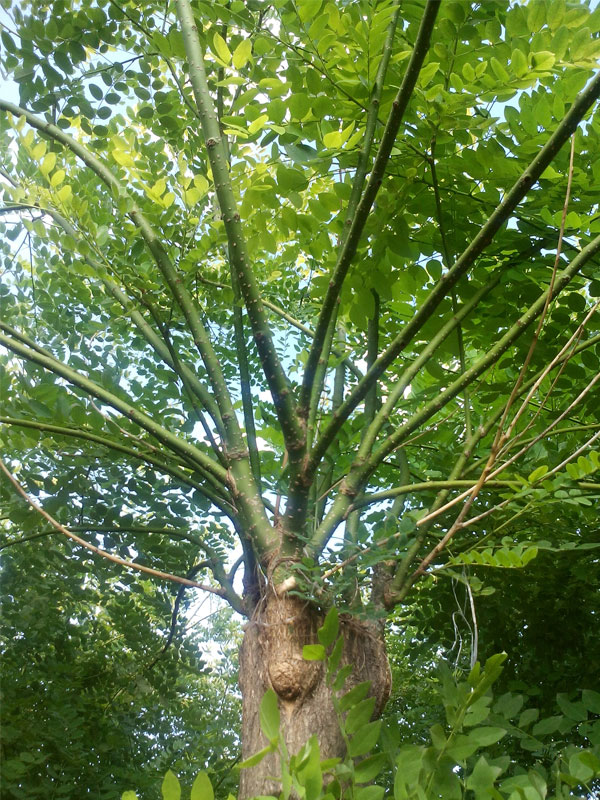 1731225697843984.jpg 8.jpg