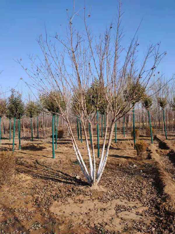 1731562924186161.jpg mmexport1614588598585.jpg