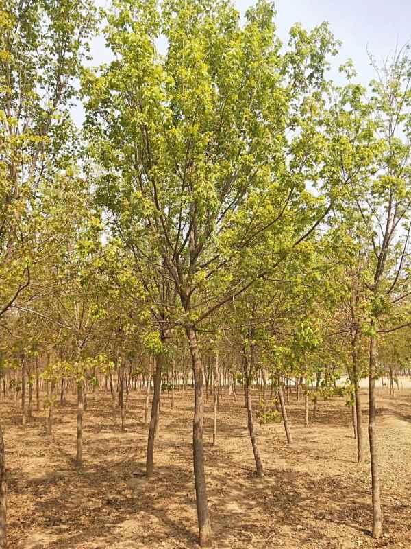 1731563122778640.jpg mmexport1557118756048.jpg