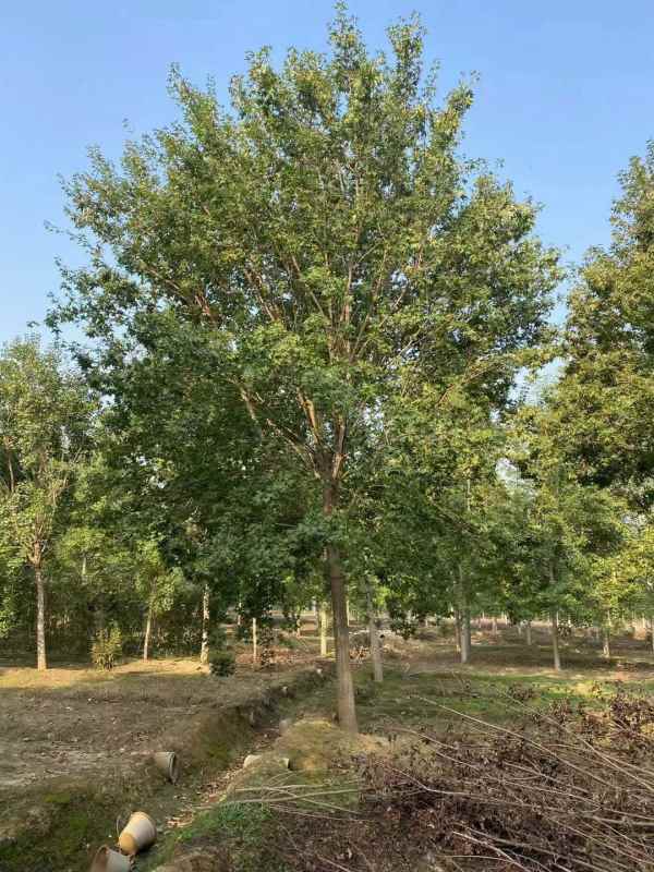 1731563436400756.jpg mmexport1631873604837.jpg