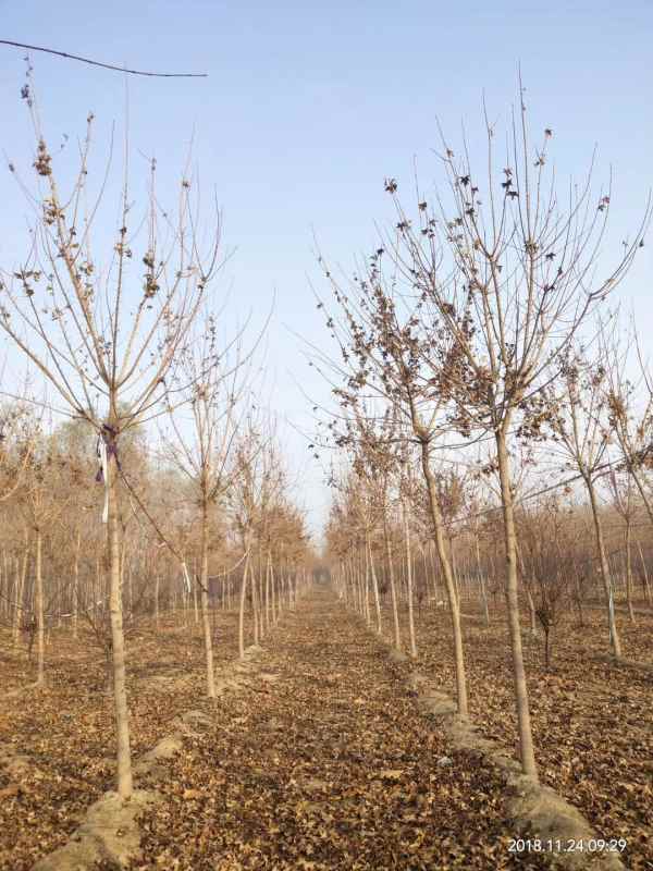 1731563540345700.jpg mmexport1543035335330.jpg