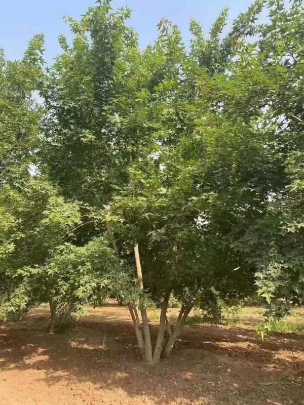 1731563638158330.jpg mmexport1599728022579.jpg