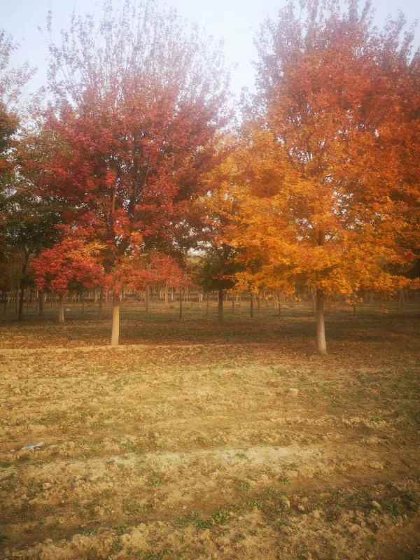 1731563718387745.jpg mmexport1622440766947.jpg