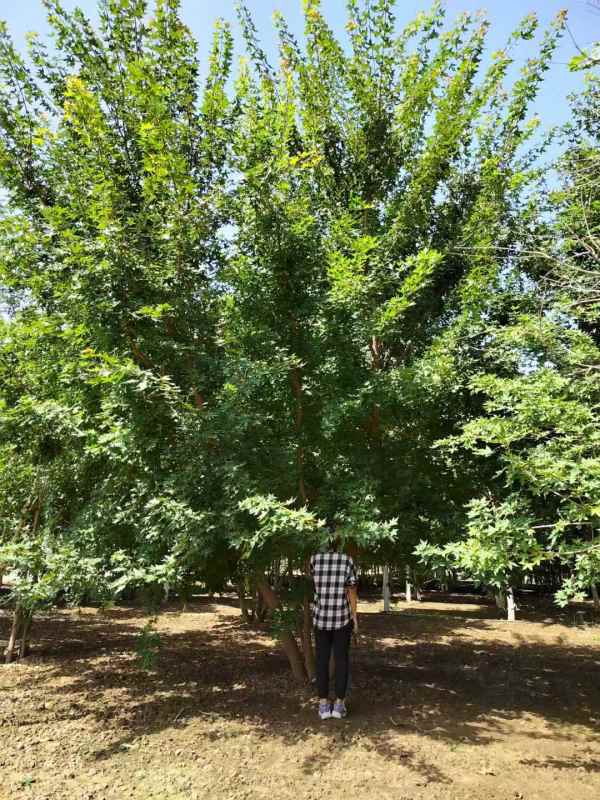 1731563800297038.jpg mmexport1631244489734.jpg