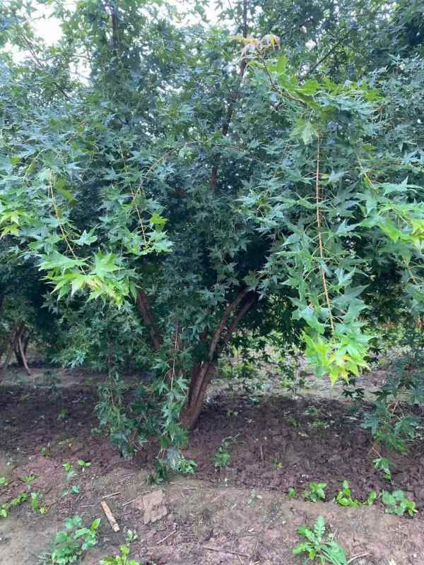 1731563869132157.jpg mmexport1632456144031.jpg