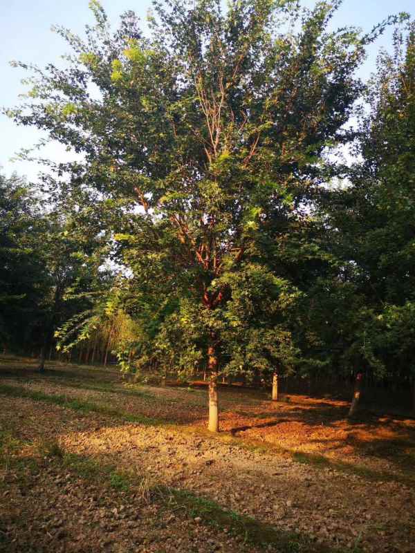 1731564403671692.jpg mmexport1599864415880.jpg